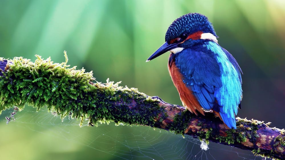 Тропические птицы картинки
