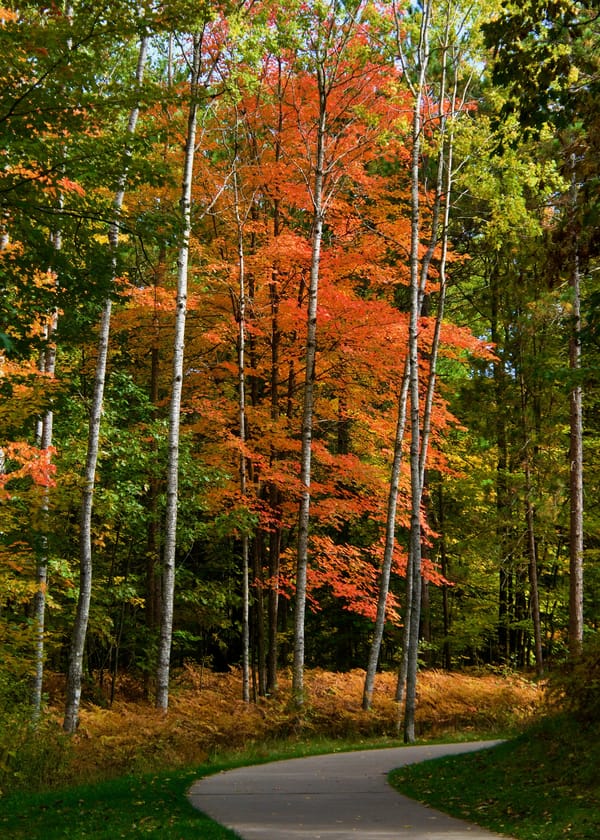 Обои