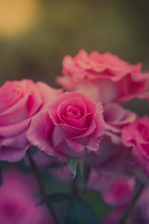 Обои