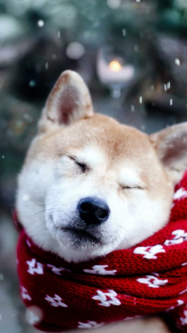 Обои