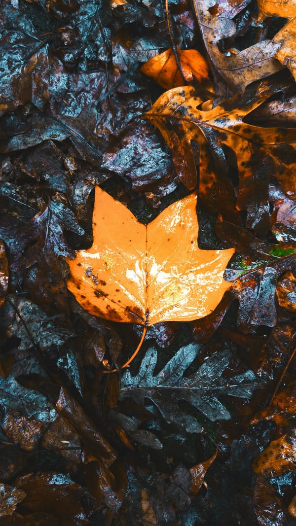 Обои
