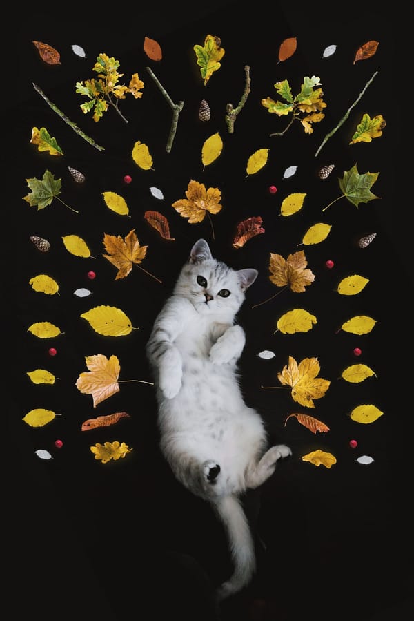 Обои