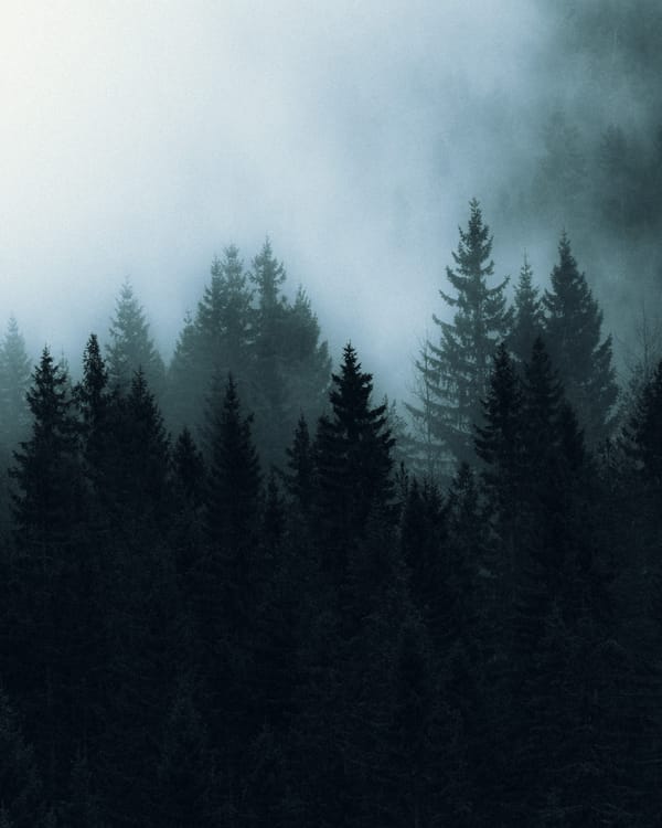 Обои