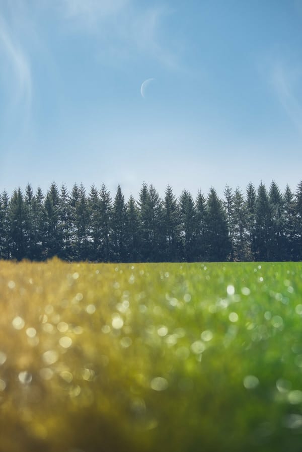 Обои