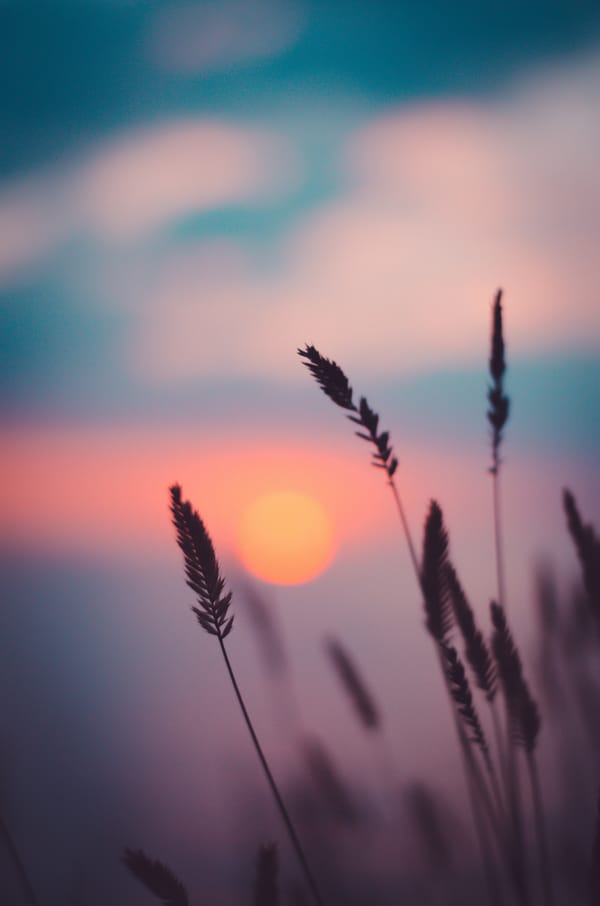 Обои