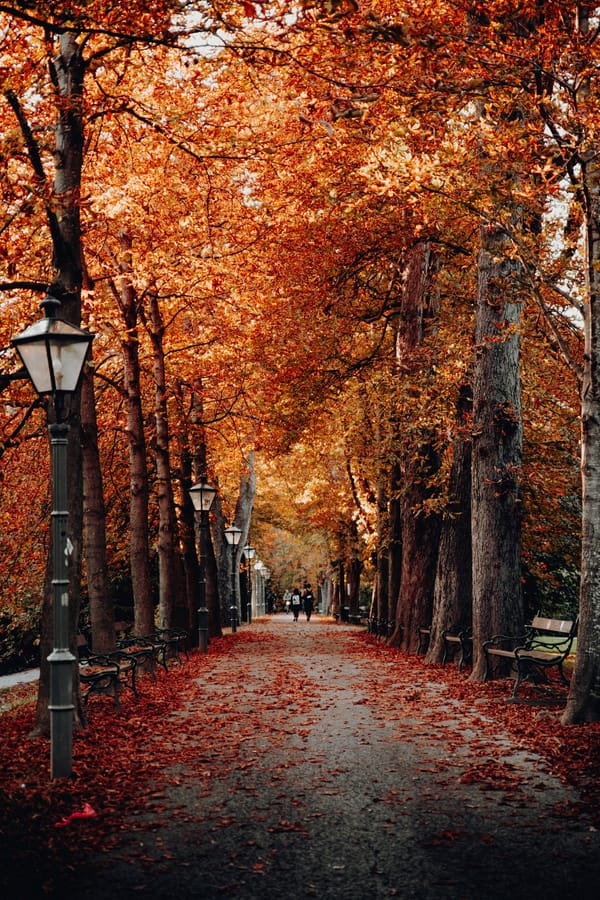 Обои