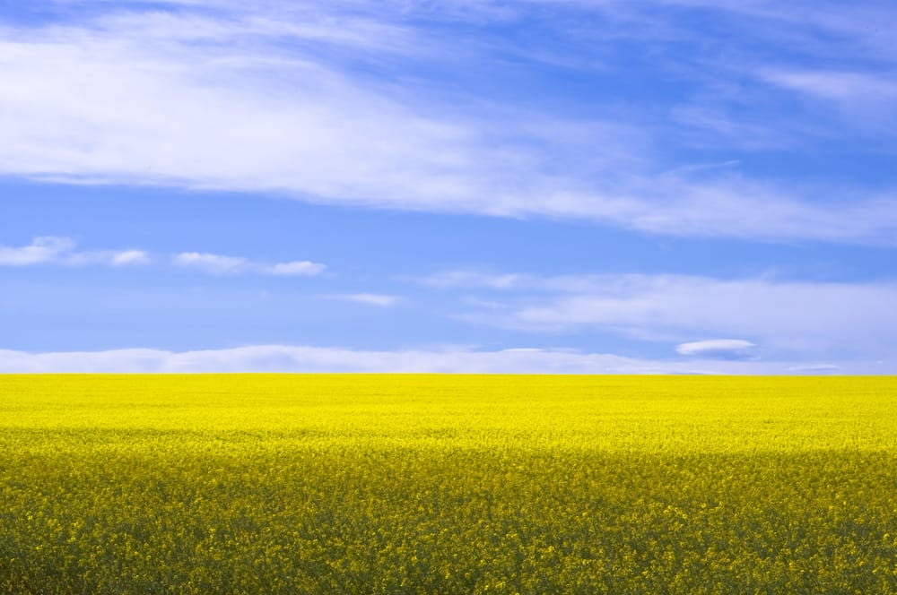 Обои