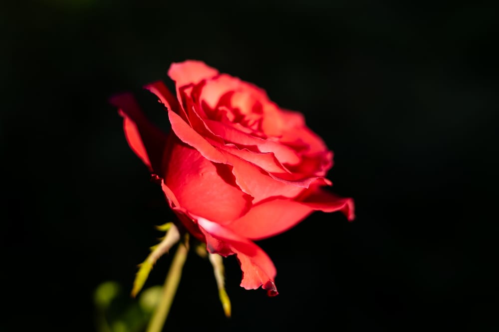 Обои