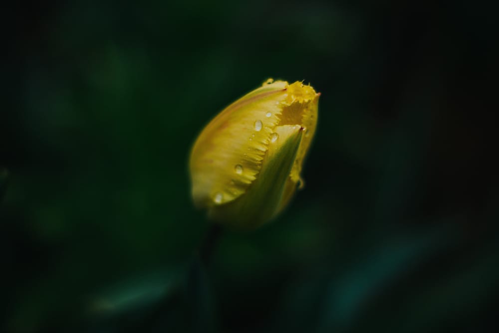 Обои