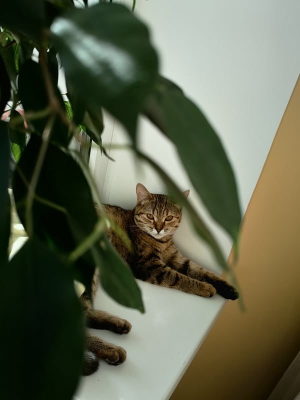 Обои