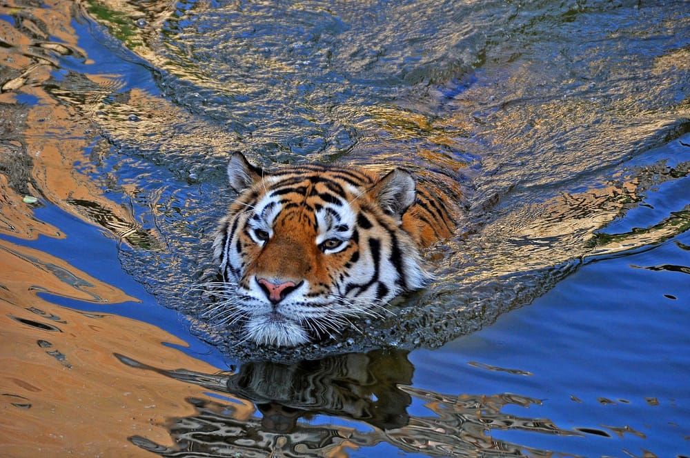 Животные и вода картинки