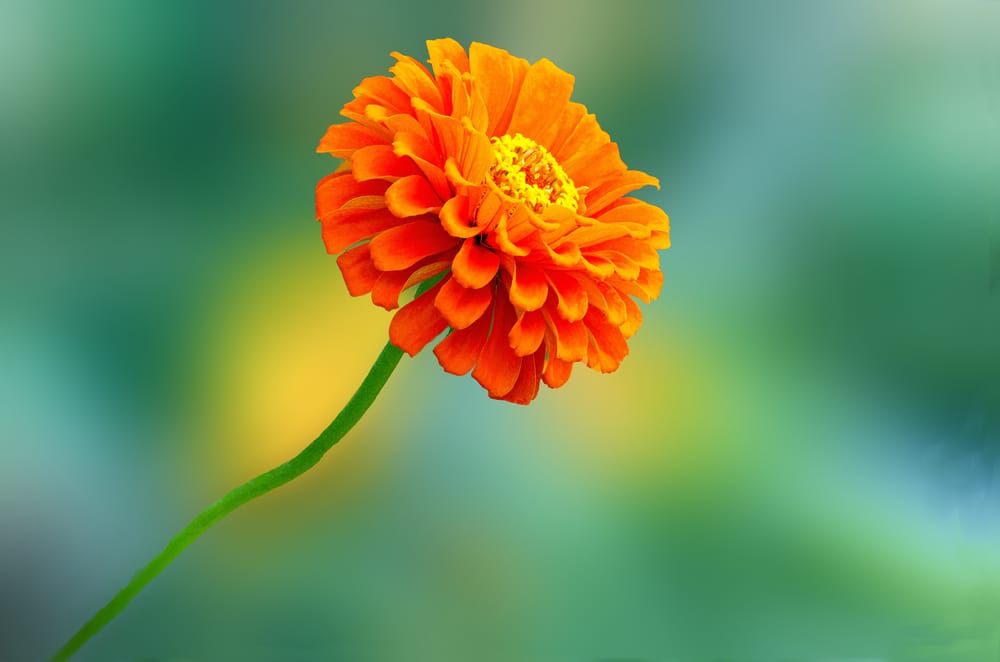 Обои