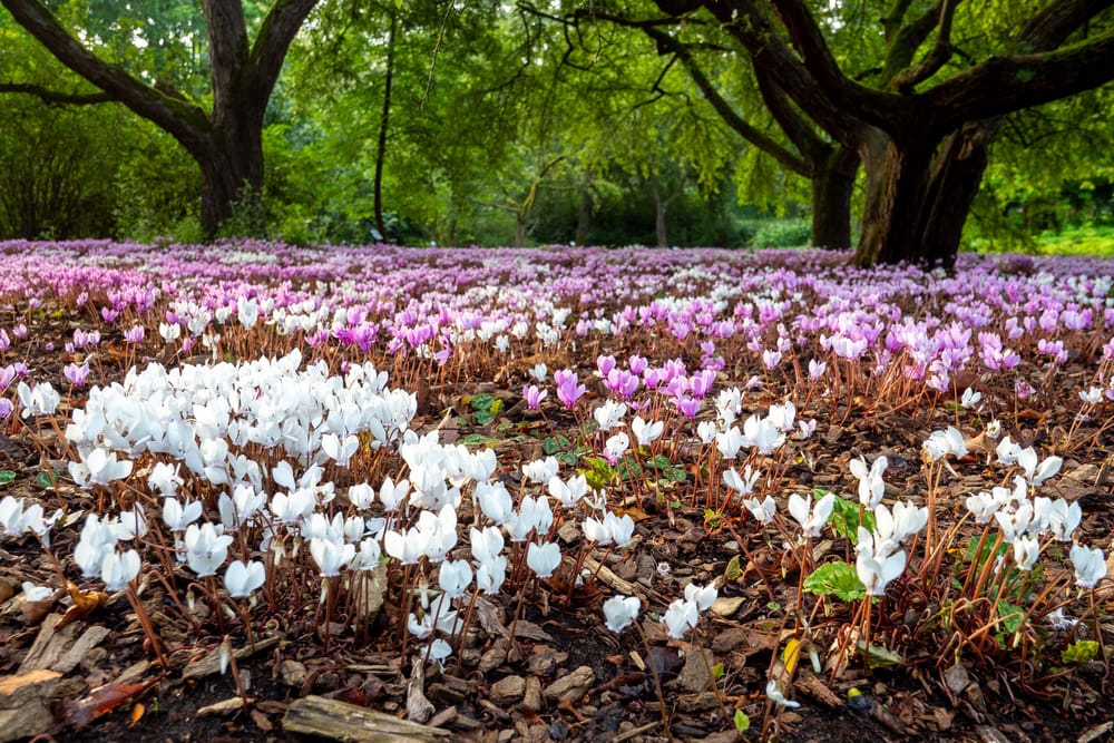 Обои