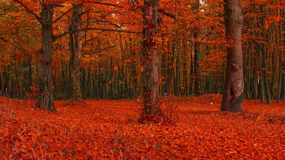 Обои