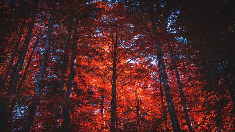 Обои