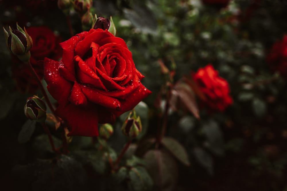 Обои