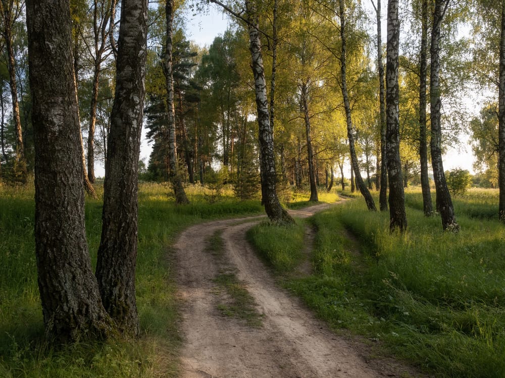 Обои