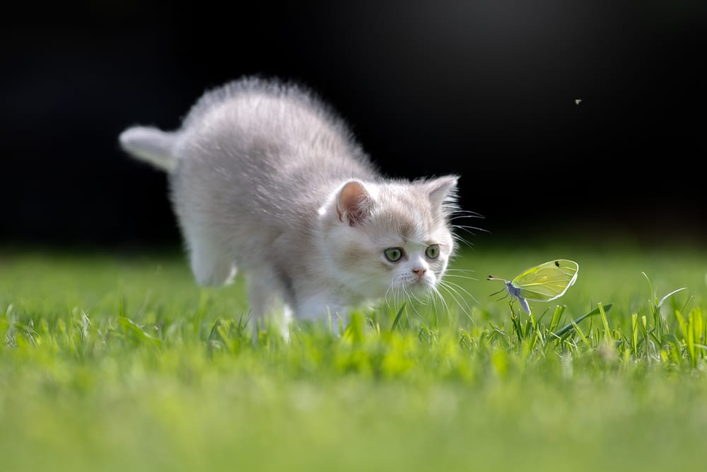 Обои