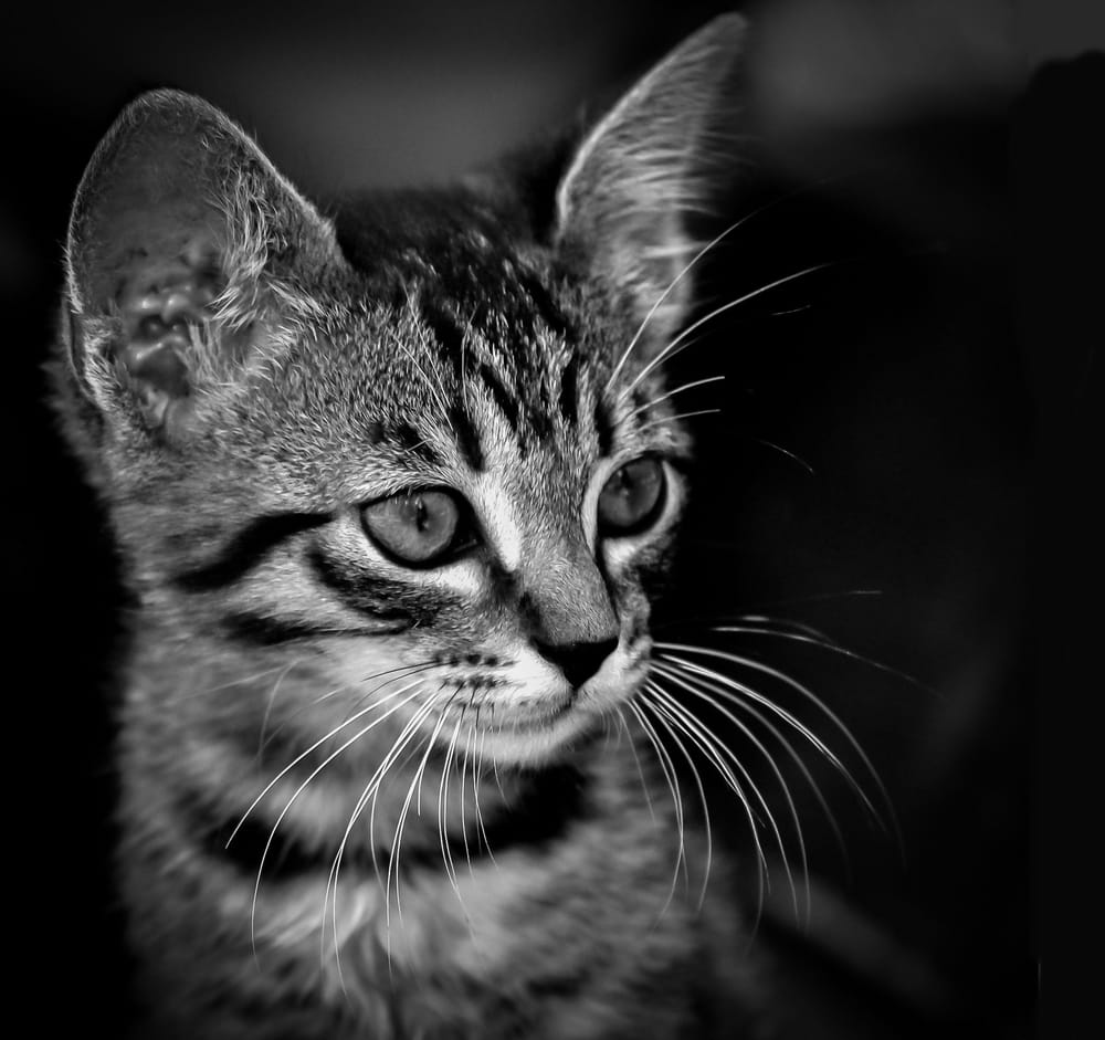 Обои