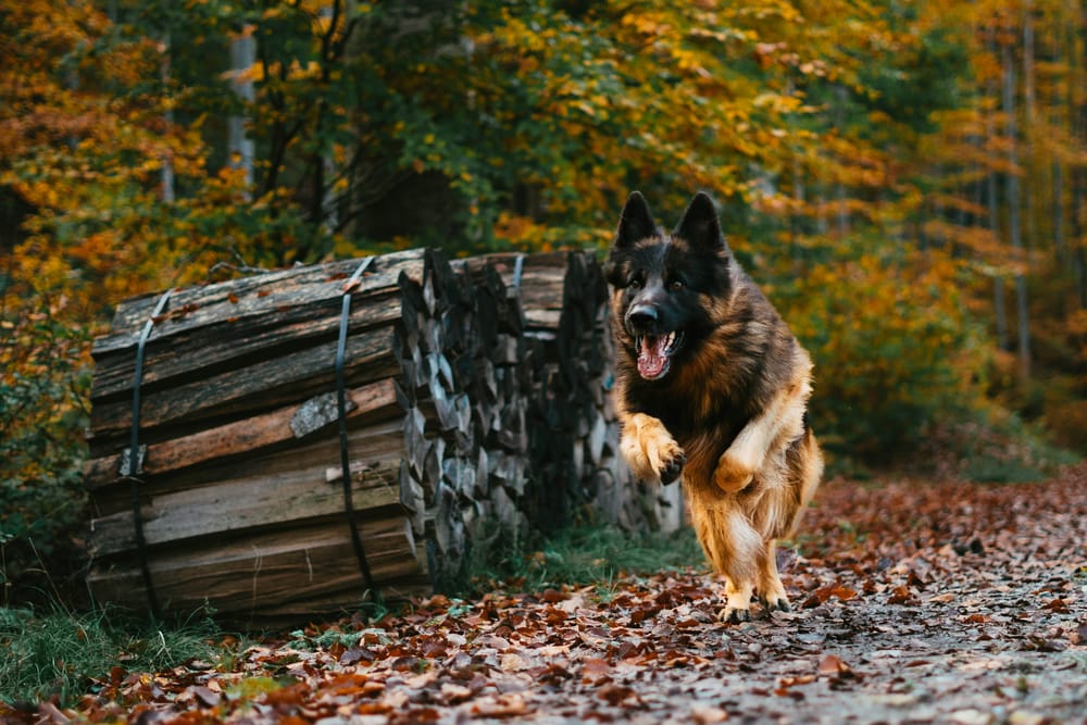 Обои