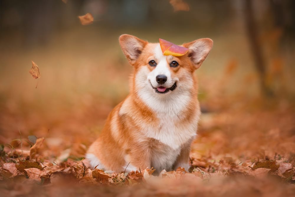 Обои