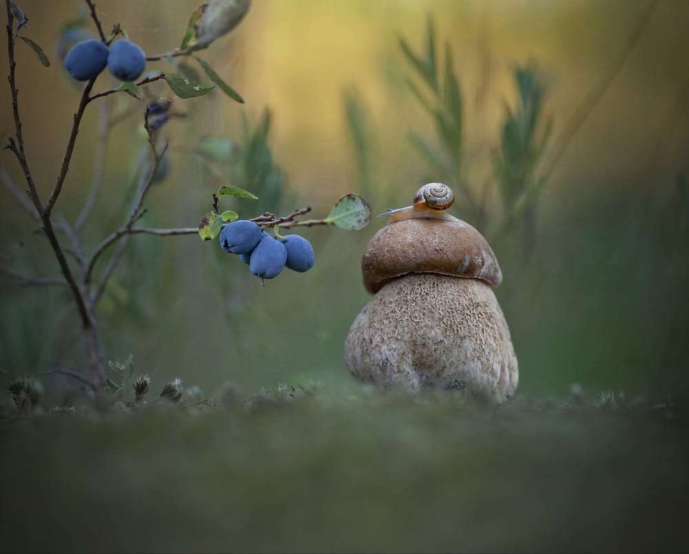 Обои