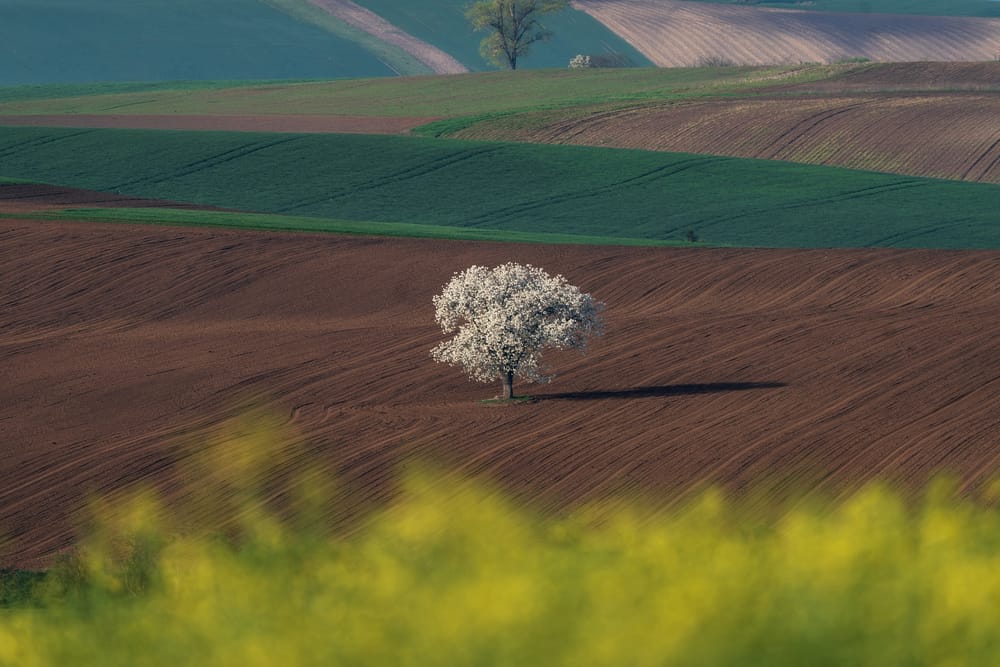 Обои