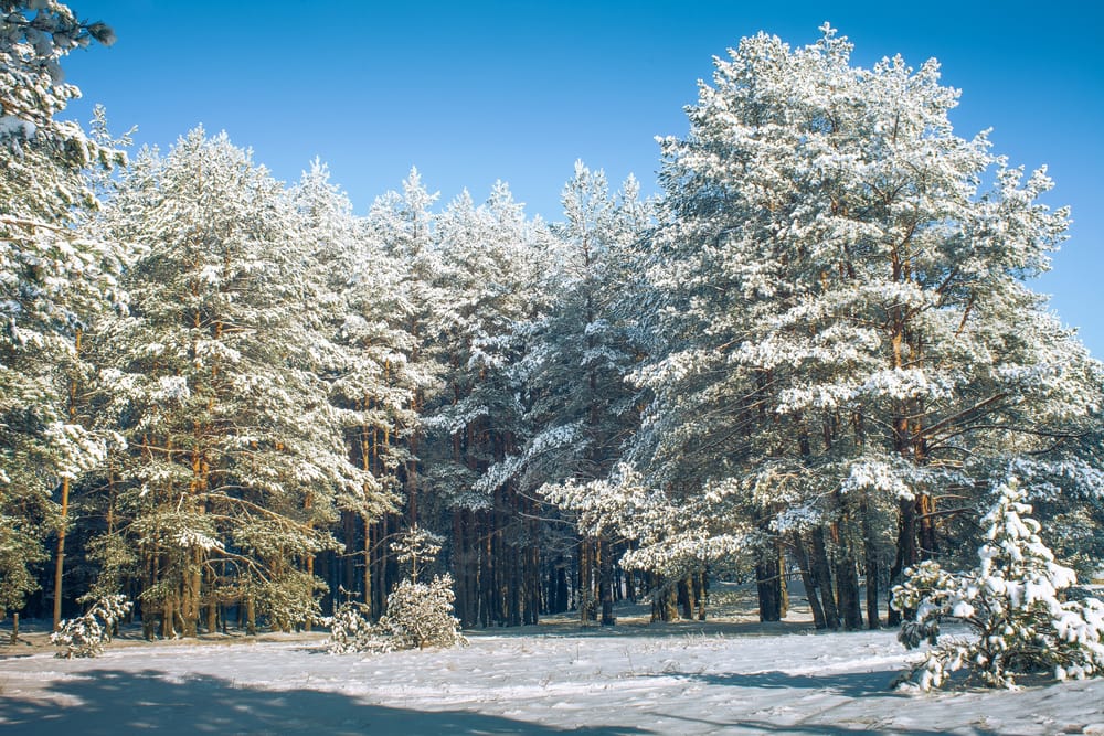 Обои
