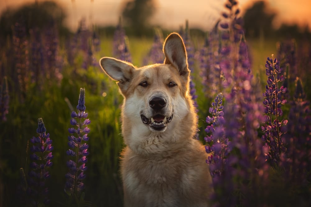 Обои