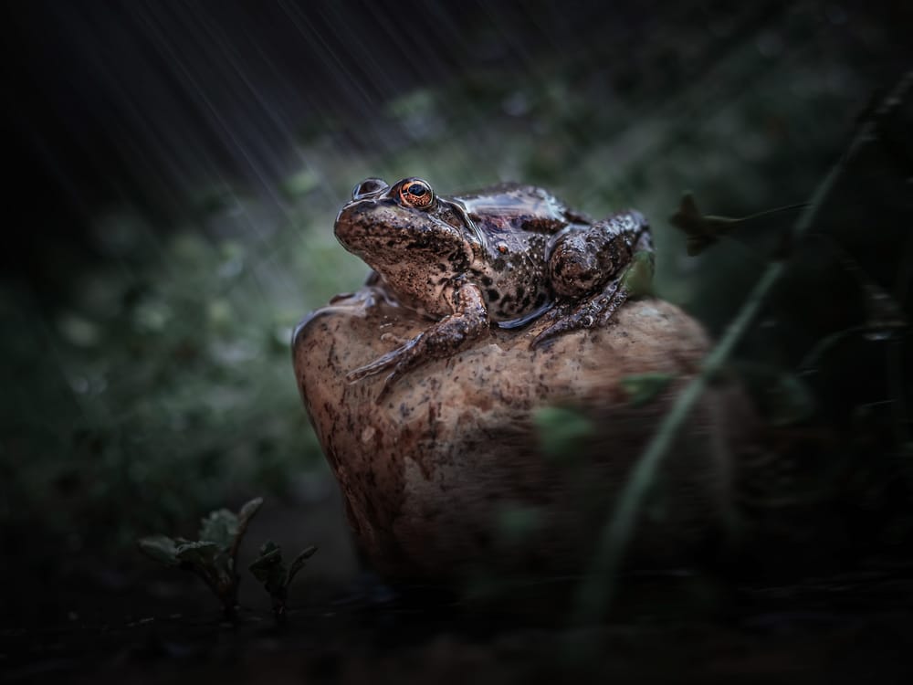 Обои