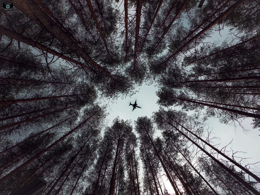 Обои