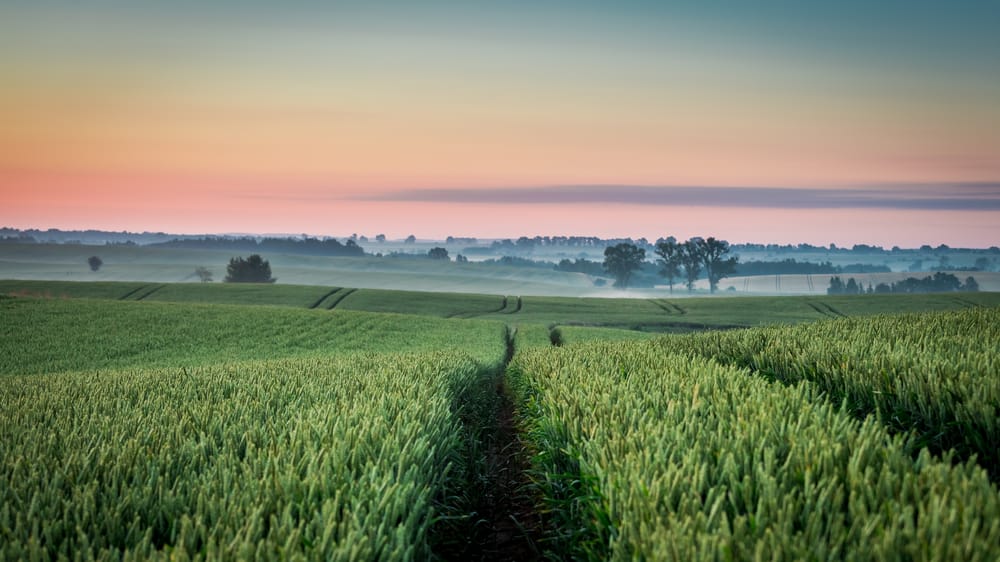 Обои