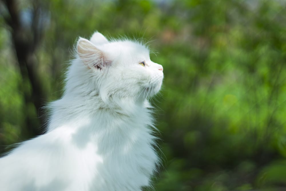 Обои