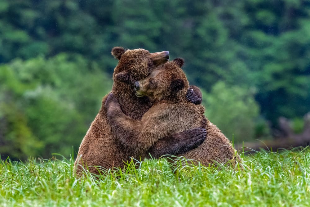 Обои