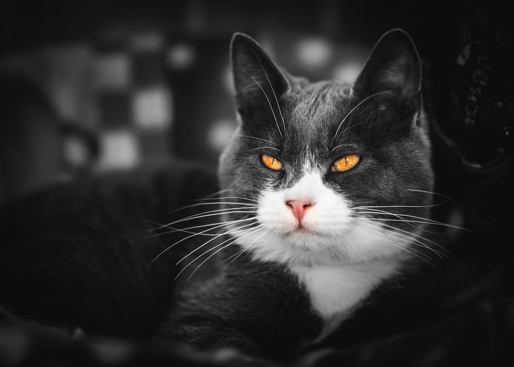 Обои