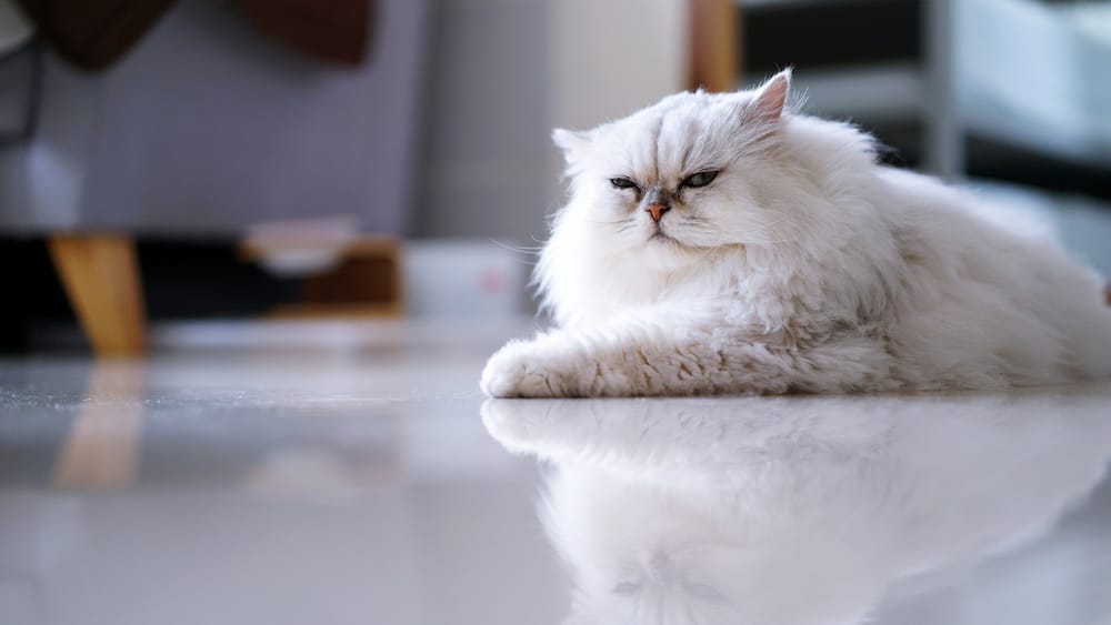 Обои