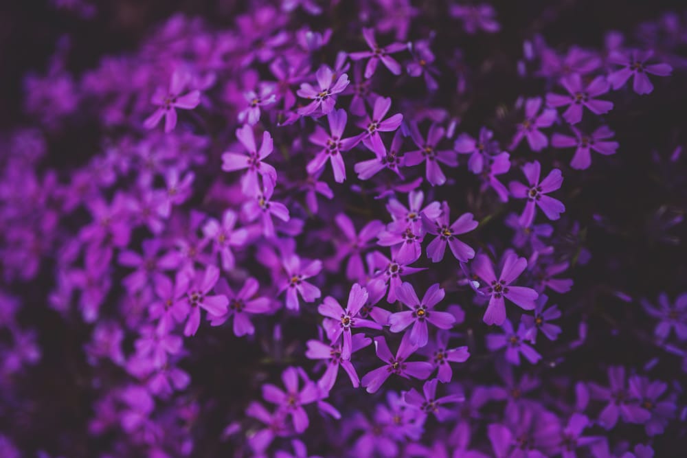 Обои