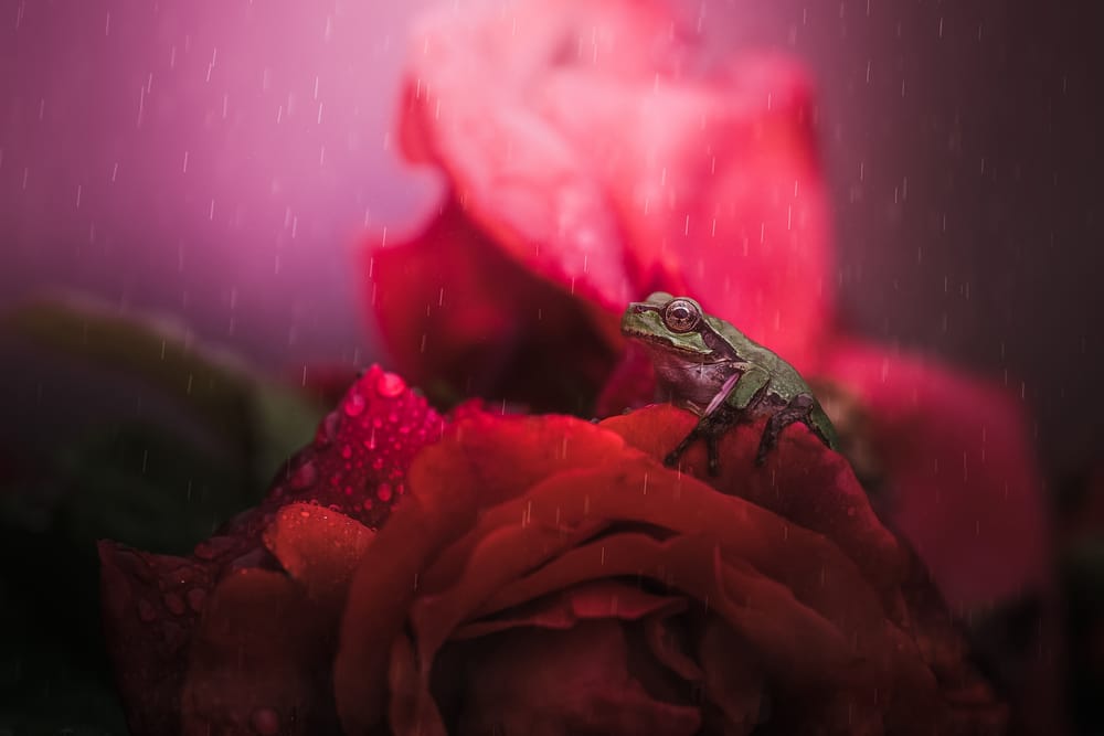 Обои