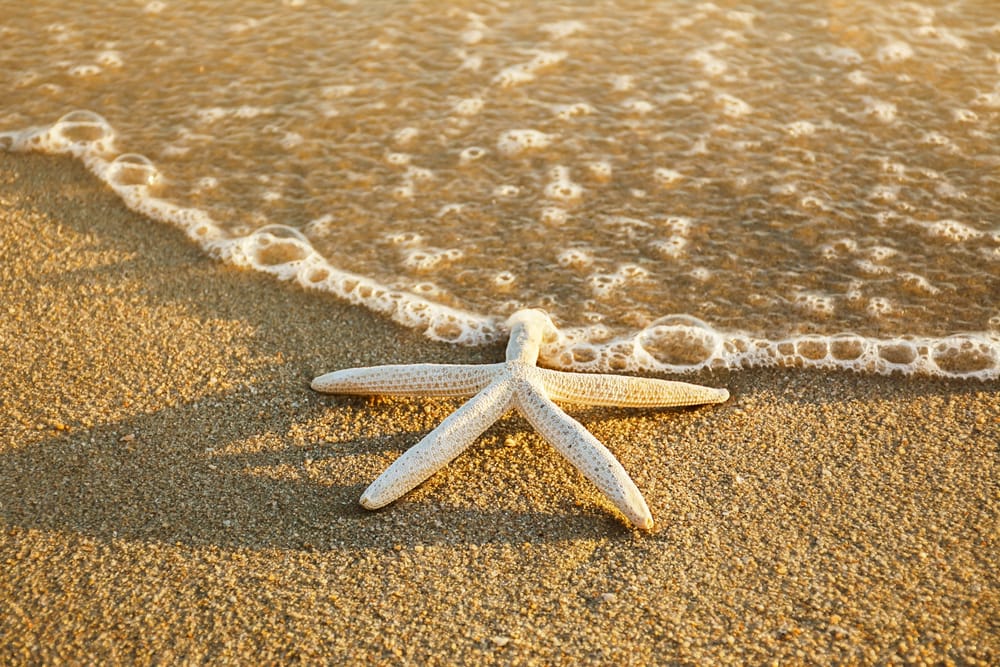 Обои