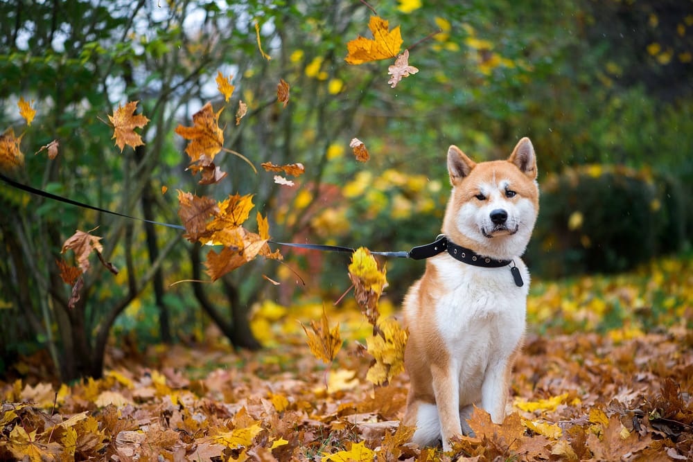 Обои