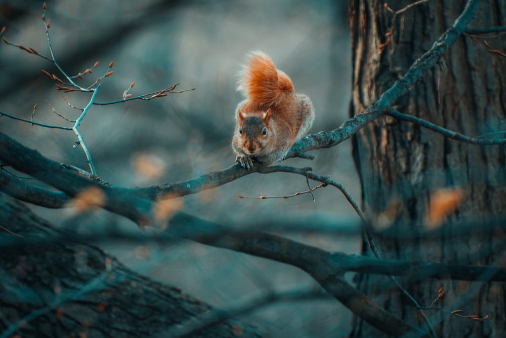 Обои