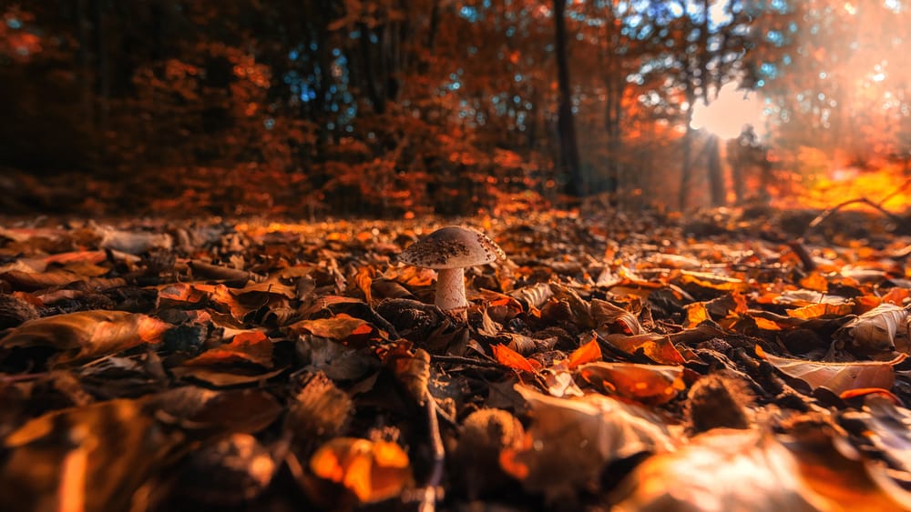 Обои