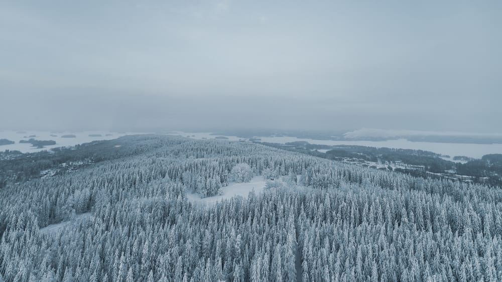 Обои