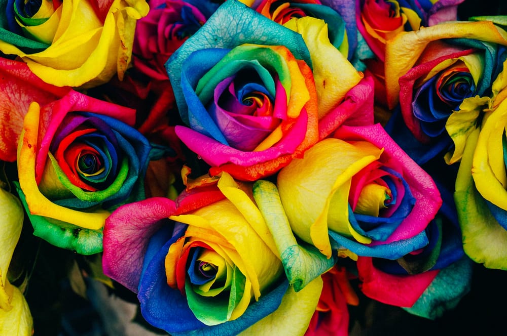 Фотография: цветы, радуга, краска, розы