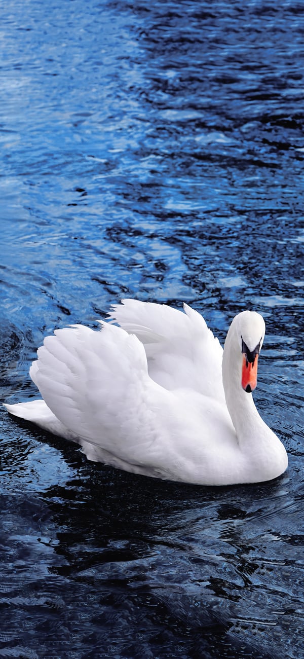 Обои