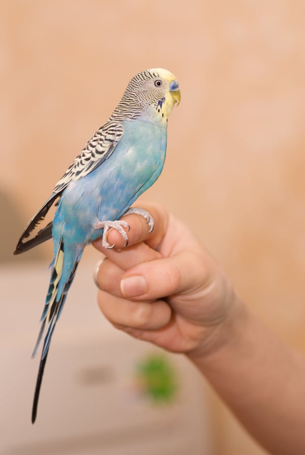 Обои