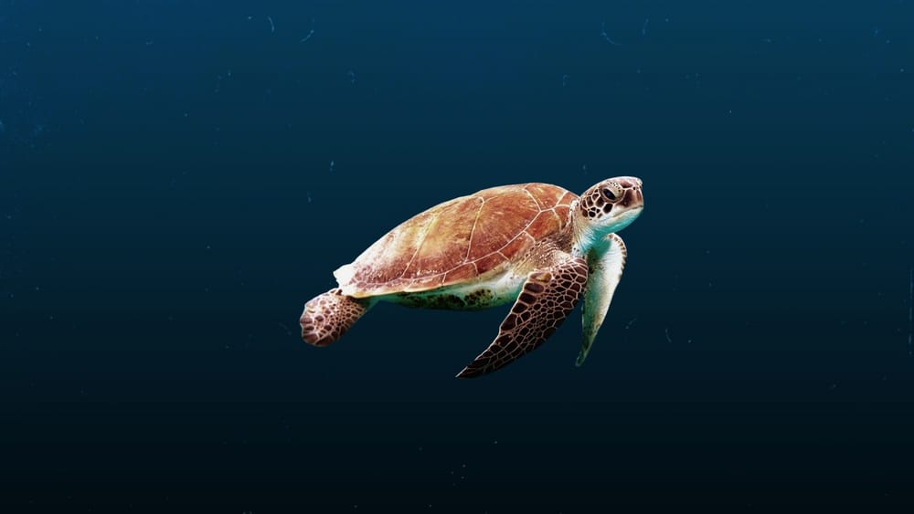 Обои