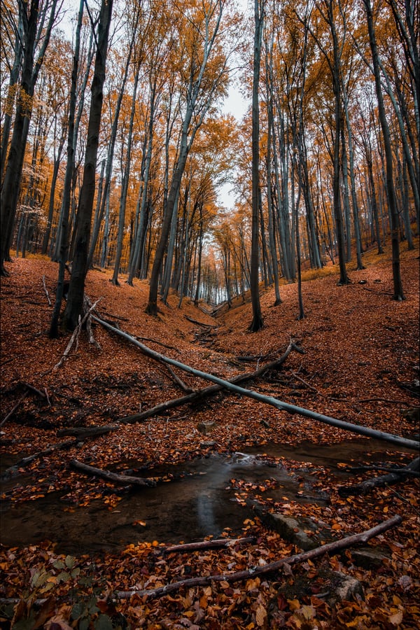 Обои