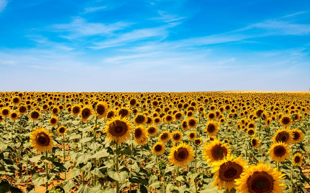 Обои