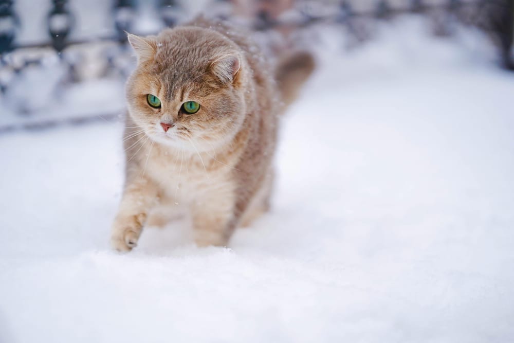 Обои